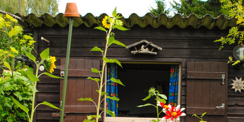 Hydroponics: the Best Way To Grow in Wool Cubes