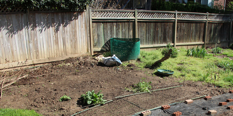 The best way to Grow Vining Spinach