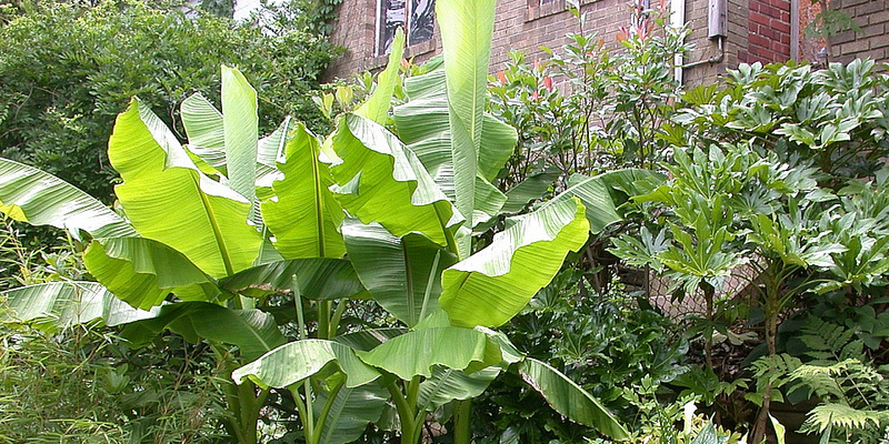 How to Dead-Head a Mandevilla Plant