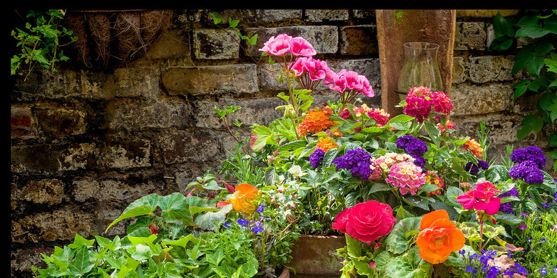 The best way to Grow Mountain Laurels From Seed