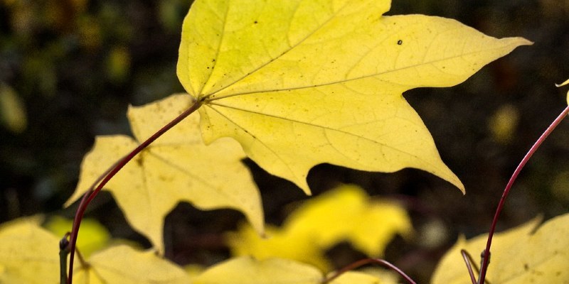 Great Native Plant: California Flannel Bush