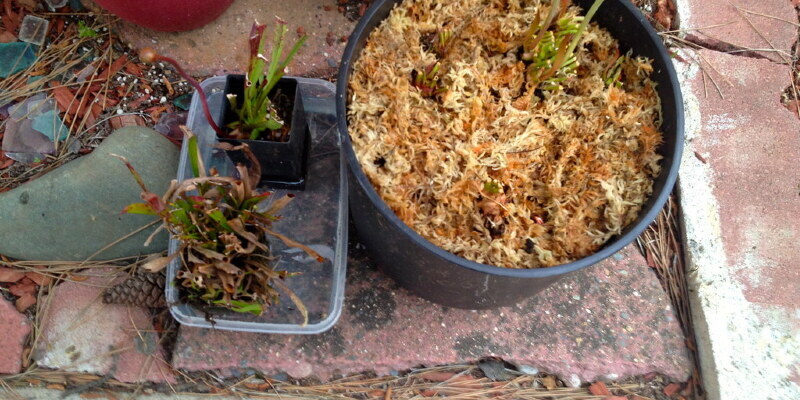 How to Plant Baby Bok Choy at a Container