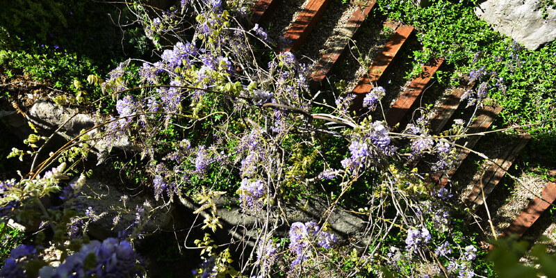 How to Water an Apricot Tree